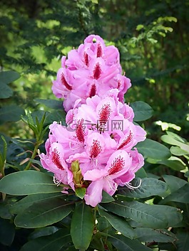 花,開花,粉紅色