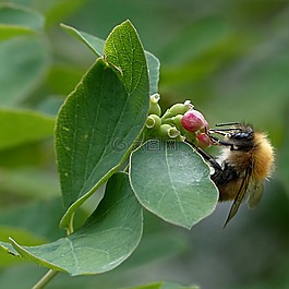 動物,昆蟲,蜜蜂