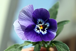 潘茜,花,性質(zhì)