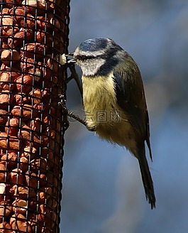 bluetit,山雀,鸟
