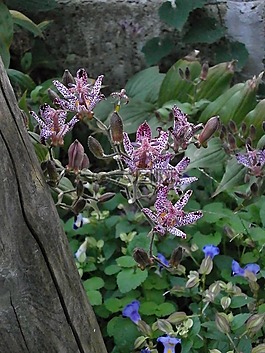 赫塔,百合科,秋花