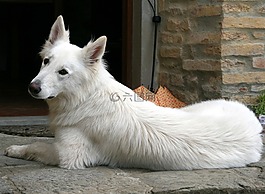 白色的牧羊人,瑞士牧羊犬,狗