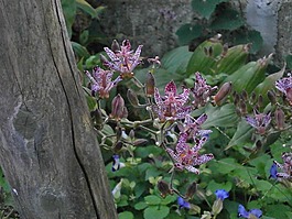 赫塔,百合科,秋花