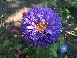 藍色,花,春