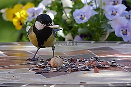 動物,鳥,山雀