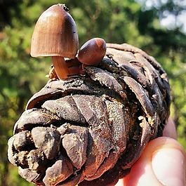蘑菇,錐體,性質(zhì)