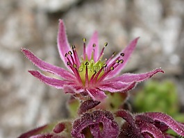 sukullente,高山花卉,高山植物区系