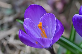 藏紅花,花,開花