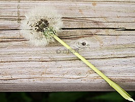 蒲公英,花,piantelegno