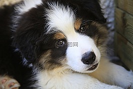 狗,小狗,邊境牧羊犬