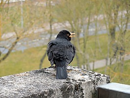 黑鳥,鳴鳥,鳥