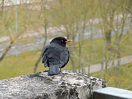黑鳥,鳴鳥,鳥