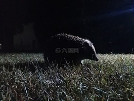 刺猬,夜間,夜