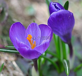 藏紅花,花,開花