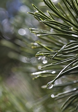 松,雨,樹
