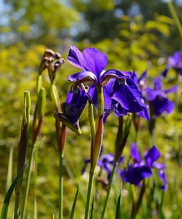 鳶尾花,虹膜,開花