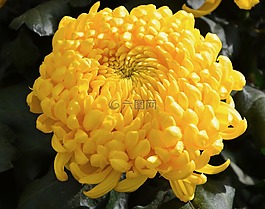 花,黃色的花,性質
