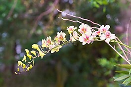 花,蘭花,性質(zhì)