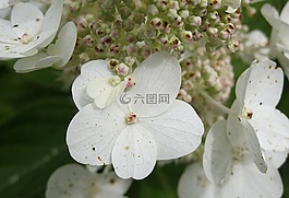 花,白,夏季