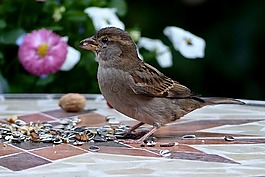 鳥(niǎo),麻雀,斯珀林