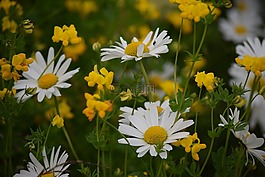 花,黃色,雛菊