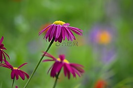 鮮花,顏色,春
