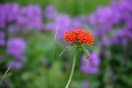 紅色,鮮花,春