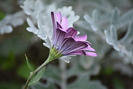 紫色,花,春