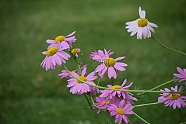 粉紅色,雛菊,春