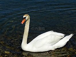天鵝,博登湖,水