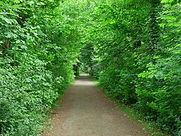 森林,離,森林路徑