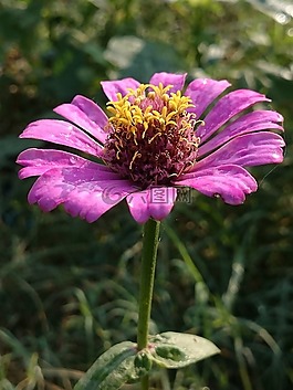 自然,花,植物區(qū)系