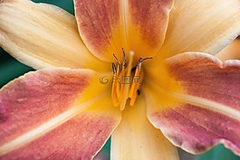 黃花菜,萱草,黃花菜花