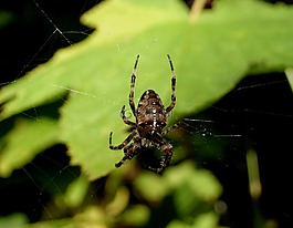 蜘蛛,web,蜘蛛網(wǎng)
