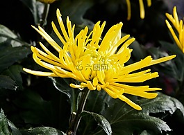 花,黃色的花,植物學(xué)