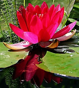 睡蓮,獨(dú)獨(dú)黃,玫瑰