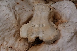 含硫量 ovinus,硫磺菌原變種,蘑菇