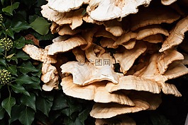 含硫量 ovinus,硫磺菌原變種,蘑菇