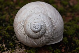 蜗牛,螺旋,pomatia