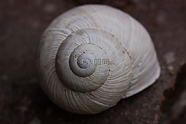 蜗牛,螺旋,pomatia