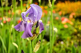 鳶尾花,虹膜,花