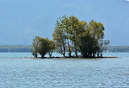 島,灌木叢,格羅夫的樹(shù)木