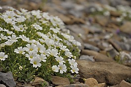 野花,花,白