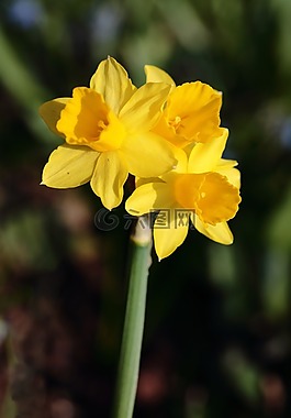 喇叭水仙,花,花卉