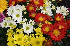 鲜花,花红色白色黄色,性质