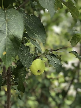 蘋果,水果,綠色