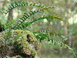 蕨類植物,苔,日志