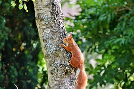 松鼠,嚙齒動物,森林動物