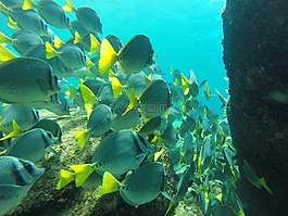 魚,水,性質(zhì)