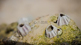石,外殼,自然